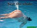 BALEINE.JPG